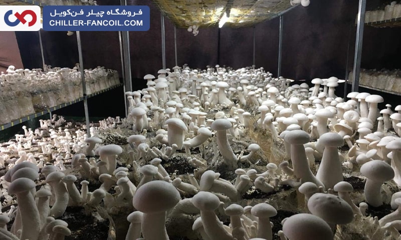 مزایای استفاده از چیلر برای سالن پرورش قارچ