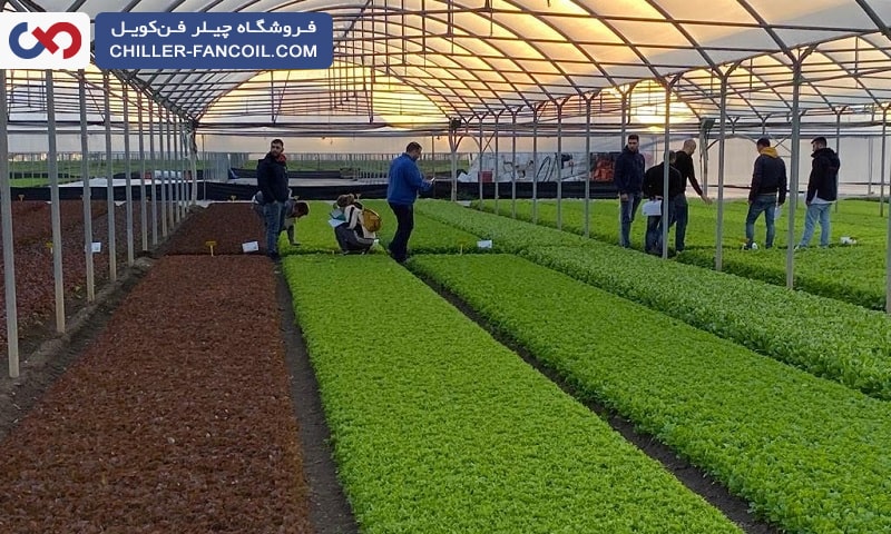 نکات مهم در انتخاب چیلر مناسب برای گلخانه