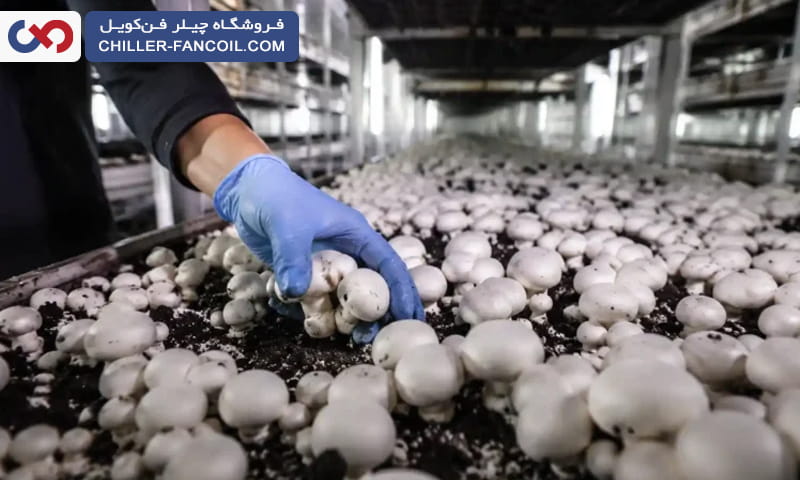 عوامل مؤثر بر قیمت چیلر سالن قارچ